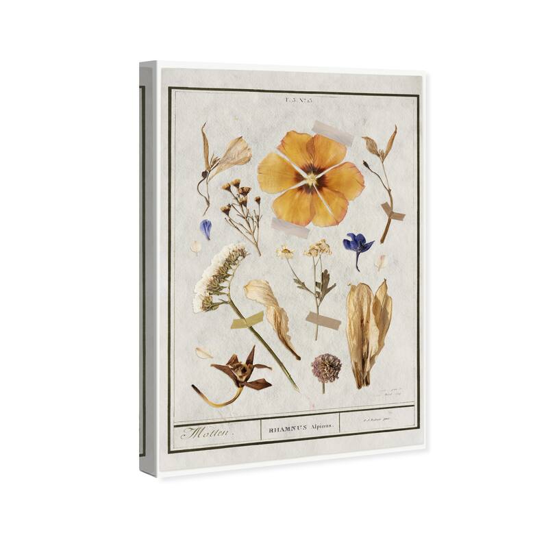 Wynwood Studio Canvas Floral and Botanical Botanical Study I White and Traditional Wall Art Canvas Print - White, Yellow