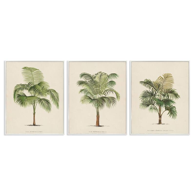 Stupell Les Palmiers Botanical Trio Framed Giclee Art Design by World Art Group (Set of 3)