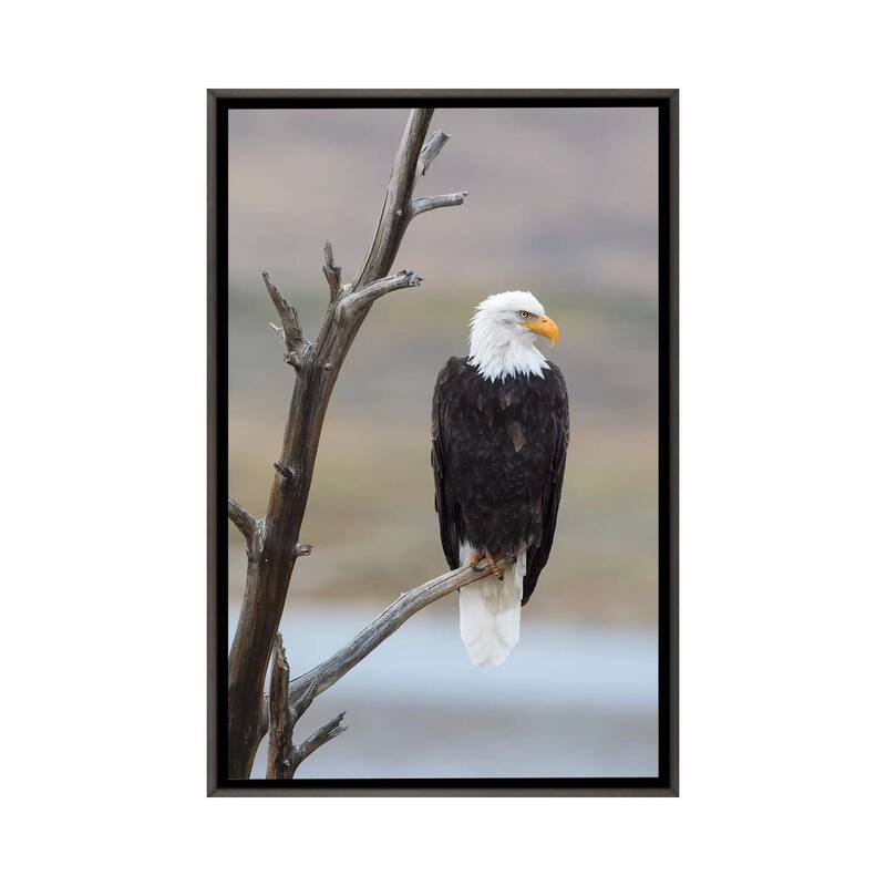 iCanvas "USA, Wyoming, Sublette County. Adult Bald Eagle sitting on a snag above Soda Lake." by Elizabeth Boehm Framed - Charcoal - 40x26