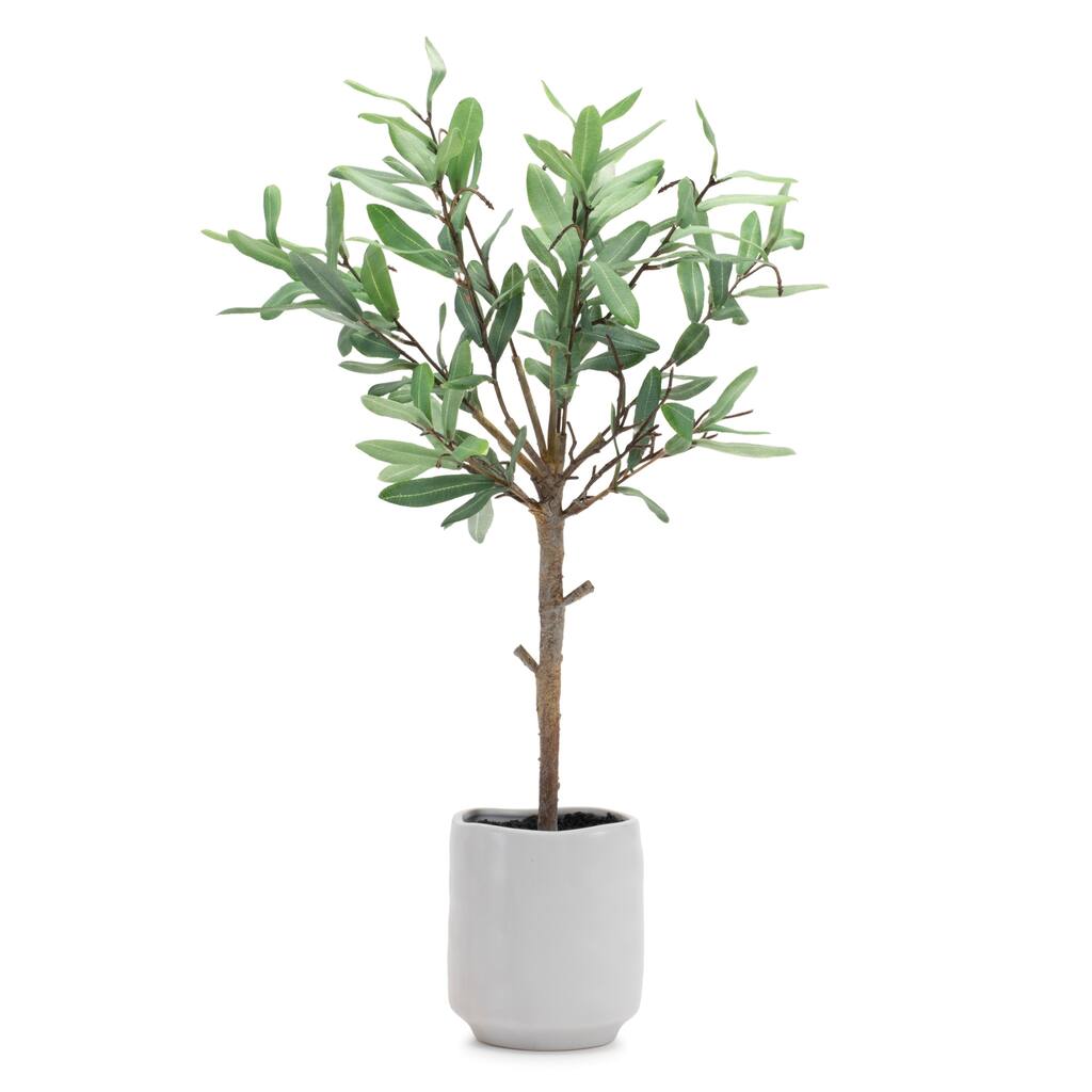 Potted Olive Leaf Topiary 21.5"H - Green, Brown