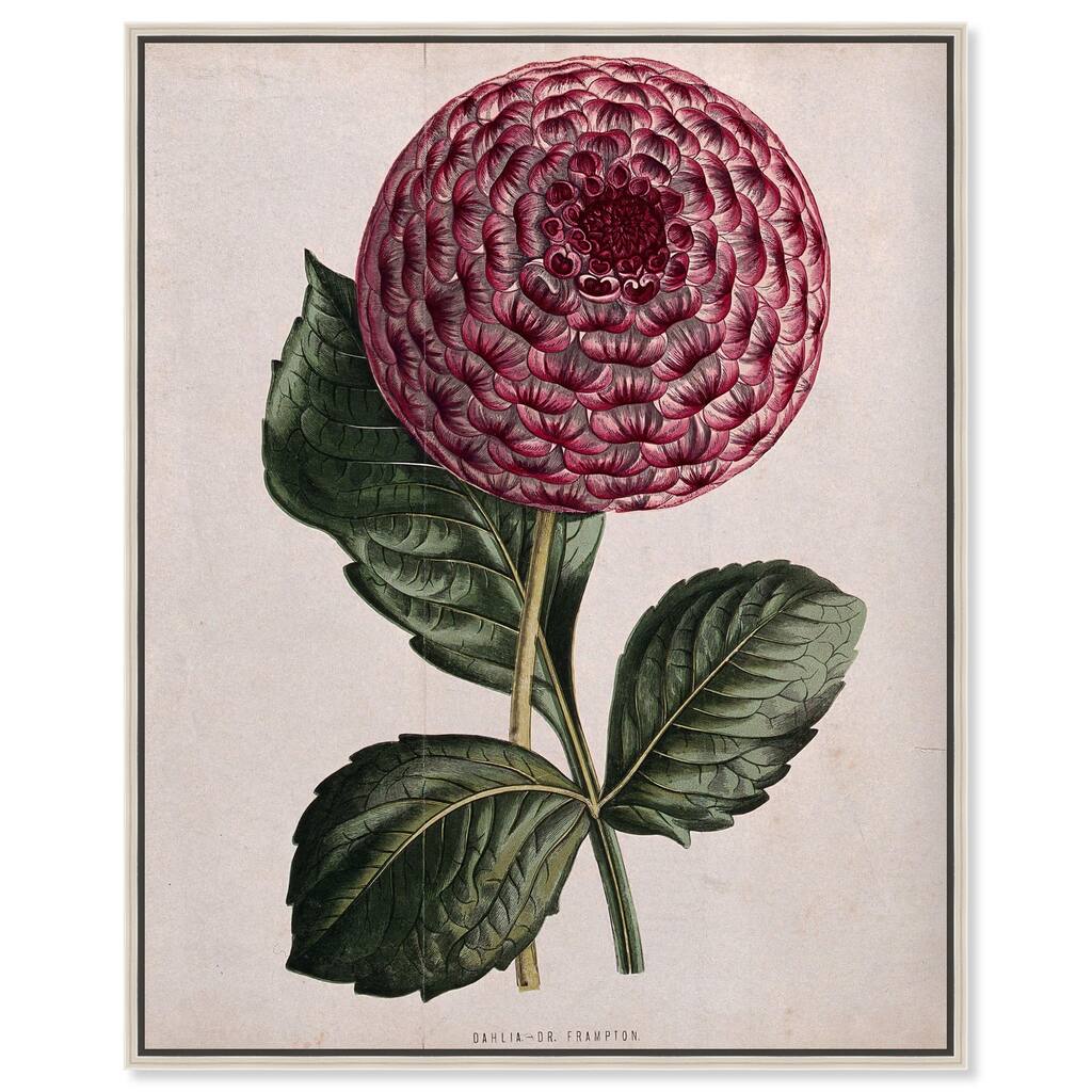 A dahlia Canvas by Art Remedy