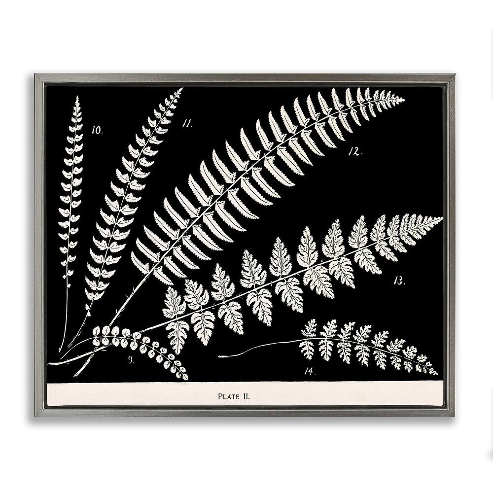 Stupell Fern Studies on Black Framed Floater Canvas Wall Art Design By Phillipa Katz