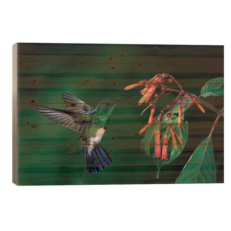 Snowy-Bellied Hummingbird Male Flying Near Firebush Flowers Cloud Forest, Costa Rica Print On Wood by Michael & Patricia Fogden - 26x40x1.5