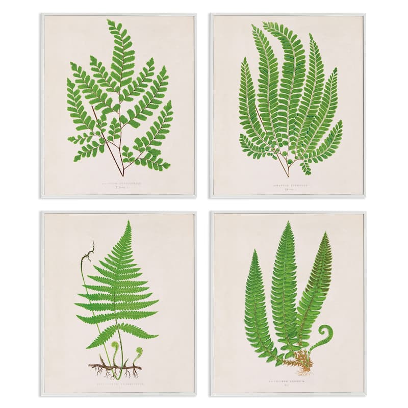 Stupell Subtle Green Fern Branches Framed Giclee Art Design By Phillipa Katz (Set of 4) - 11 x 14 - White