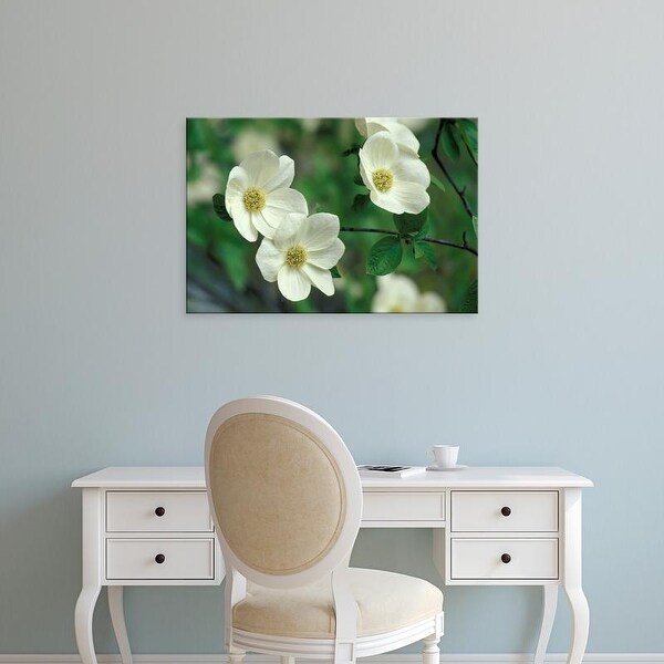 Easy Art Prints Adam Jones's 'Pacific Dogwood' Premium Canvas Art