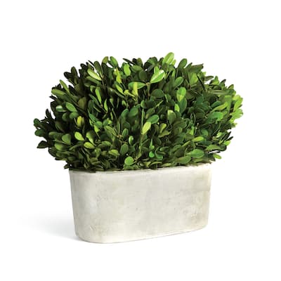 Boxwood Bush In Oval Pot - Green