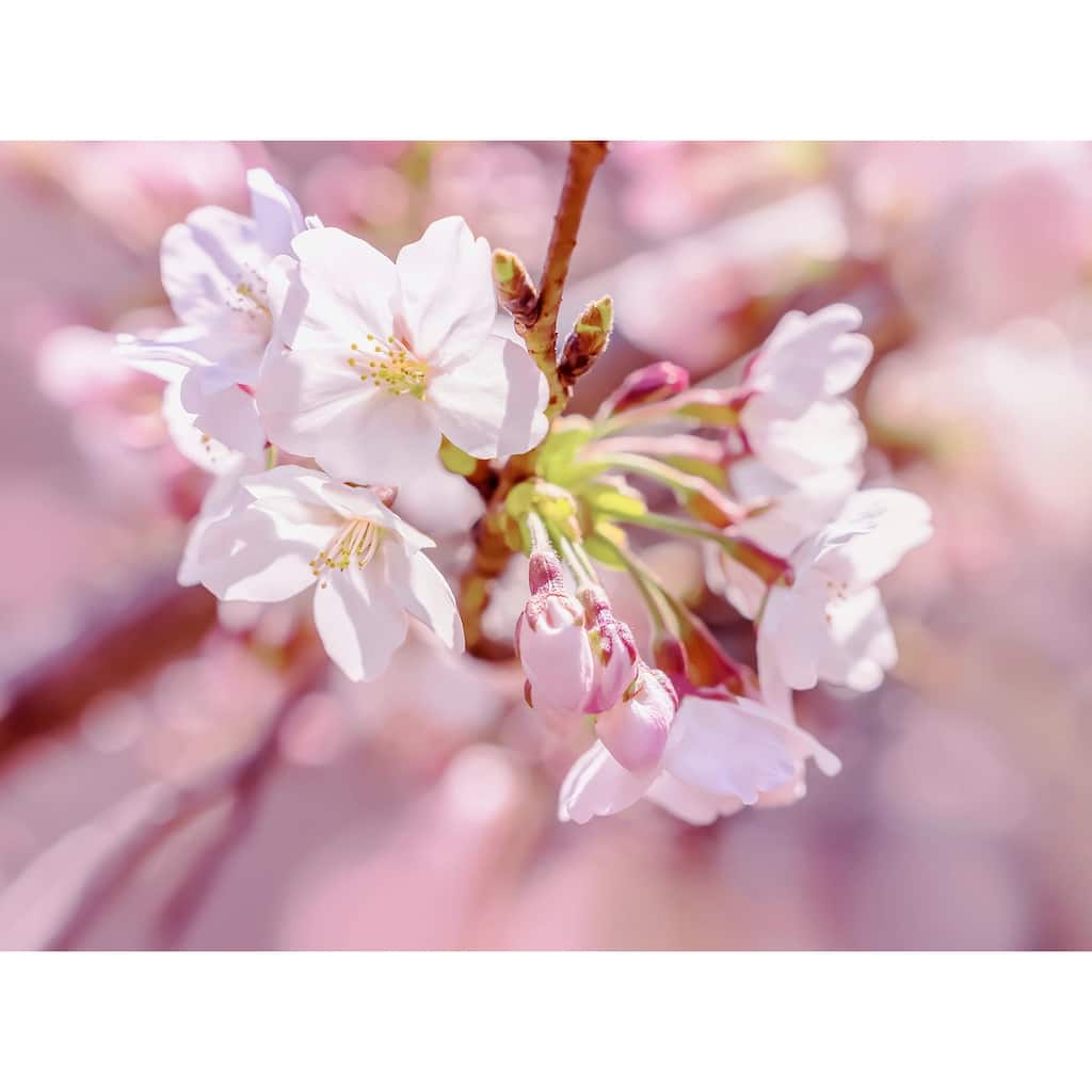 Komar Pink Blossom Wall Mural