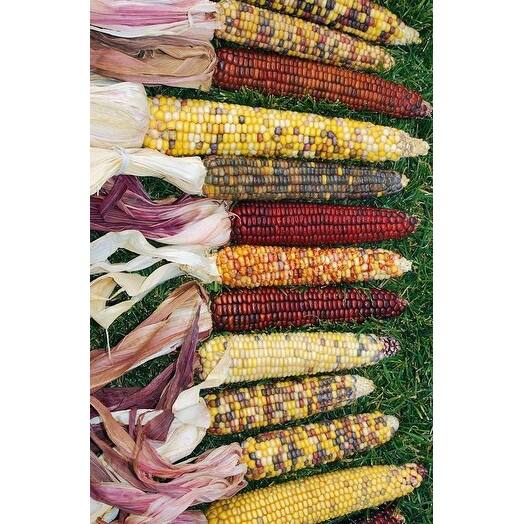 Shop Decorative Indian Corn Large 12 Per Order Grade A Extra Long On Sale Overstock 20595733