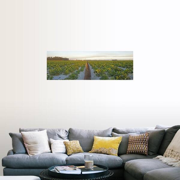 Shop Cultivated Strawberry Field Oxnard Ventura County California Poster Print Overstock 16894076
