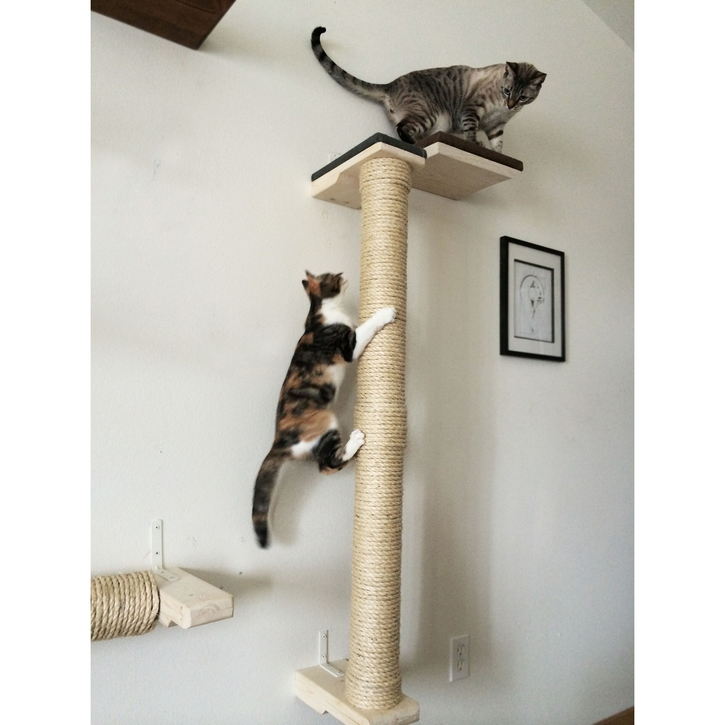 Shop Cat Climbing Sisal Pole 4 Foot Tall Handcrafted Sisal