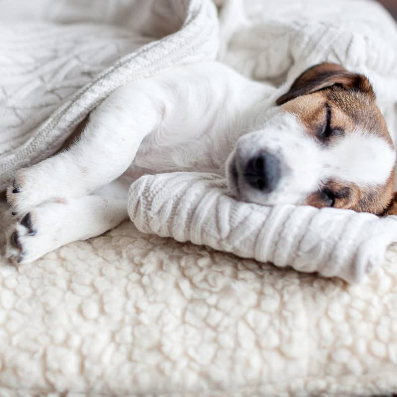 2-Layer Orthopedic Memory Foam Dog Bed with Machine Washable Sherpa Cover
