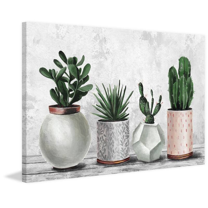 pink succulent plants Crassula Platyphylla Variegata ( Pink Jade )  In Succulent Love