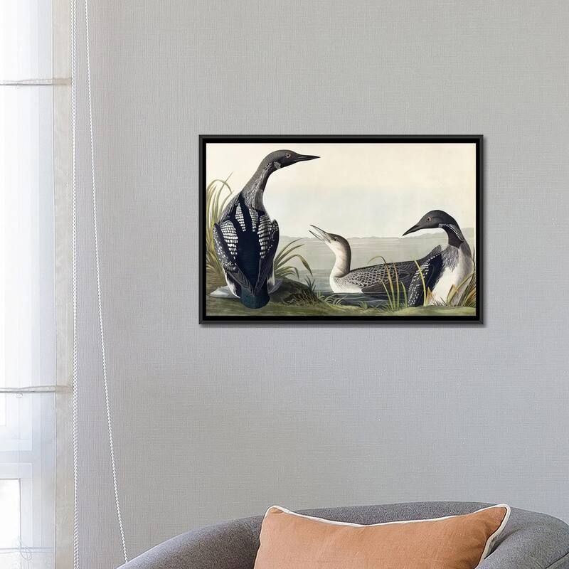 iCanvas "Black-throated Diver " by John James Audubon Framed Canvas Print
