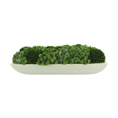 Chick Succulent and Sedum Arrangement in Pot - Green