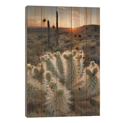 USA, Arizona. Teddy Bear Cholla cactus illuminated by the setting sun, Superstition Mountains. Print On Wood by Alan Majchrowicz