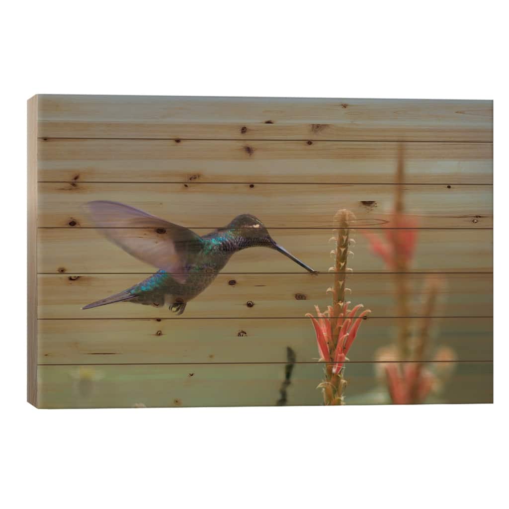 Magnificent Hummingbird Male Foraging, Costa Rica Print On Wood by Tim Fitzharris - Multi-Color