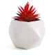 Option Red Crassula