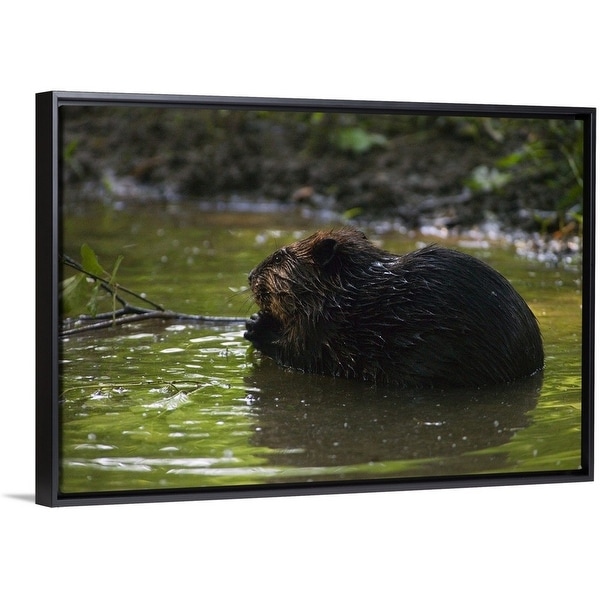 Shop Side View Of American Beaver Castor Canadensis