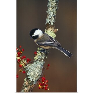 Shop Black Capped Chickadee Bird On Tree Branch With Berries Michigan Poster Print On Sale Overstock 16887440