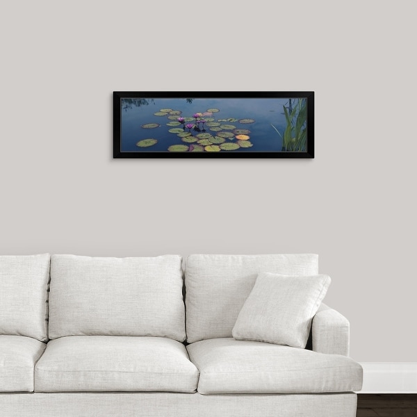 "Water lilies in a pond, Denver Botanic Gardens, Denver, Colorado" Black Framed Print