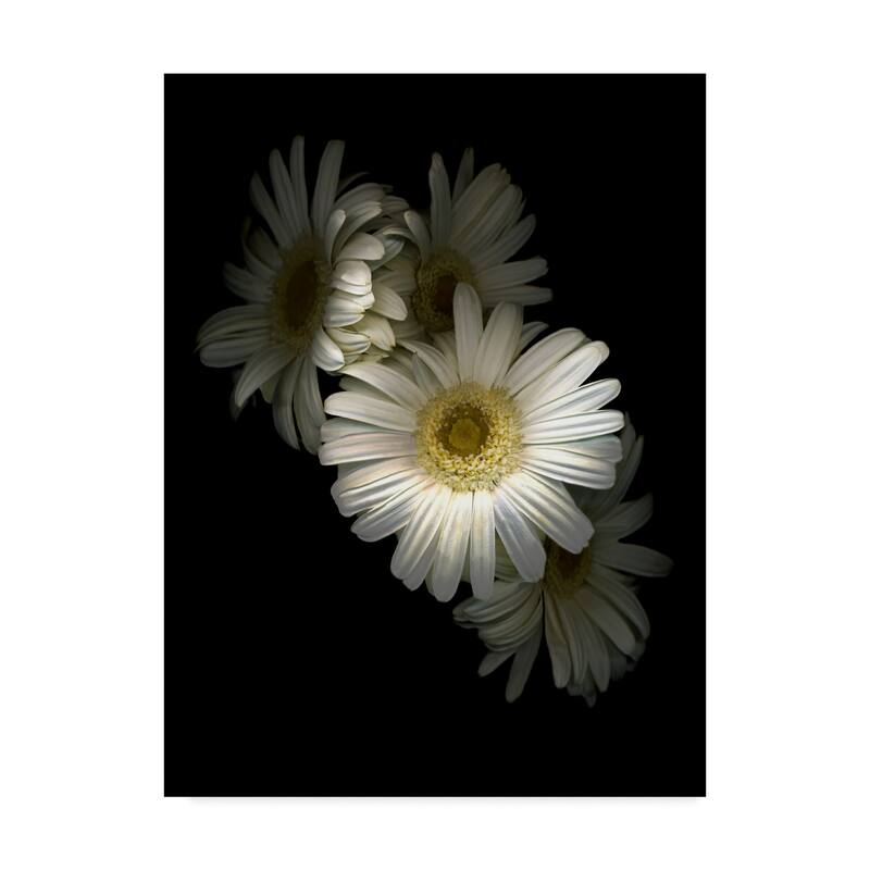 Susan S. Barmon 'White Gerbera Daisy' Canvas Art