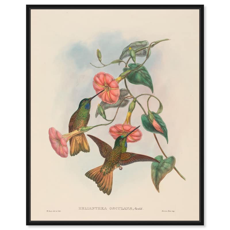 Gould's Hummingbirds Canvas by Art Remedy - Black - 16" x 20"