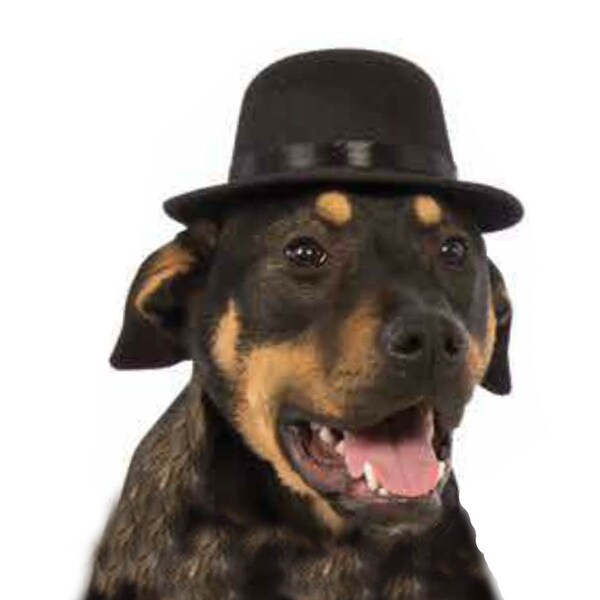 dog top hat
