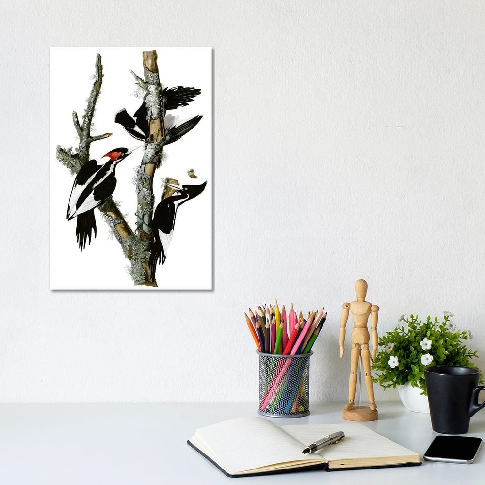 iCanvas "Ivory-billed Woodpecker, 1829" by John James Audubon Canvas Print