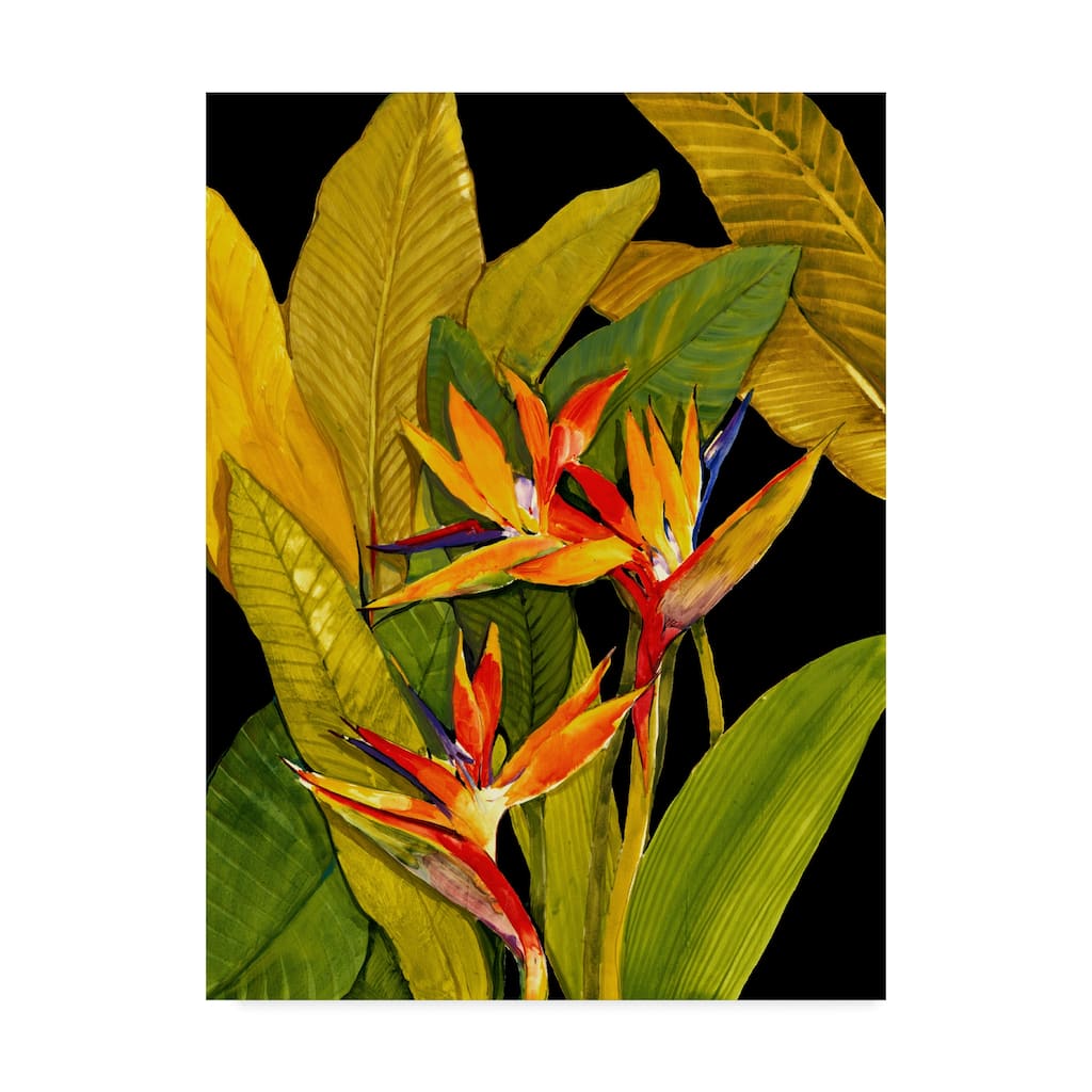 Tim Otoole 'Dramatic Bird Of Paradise' Canvas Art