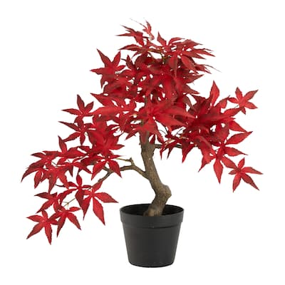 20" Autumn Maple Bonsai