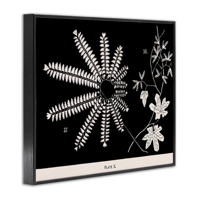 Stupell Ferns & Leaves on Black Framed Giclee Art Design By Phillipa Katz