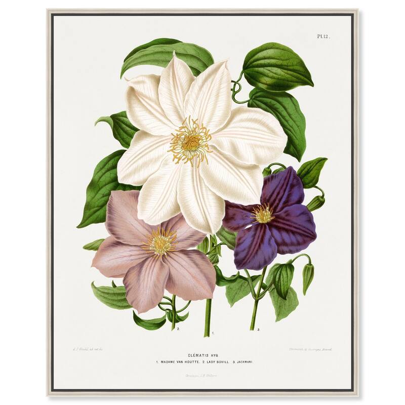 Clematis Canvas by Art Remedy - Silver - 20" x 24"