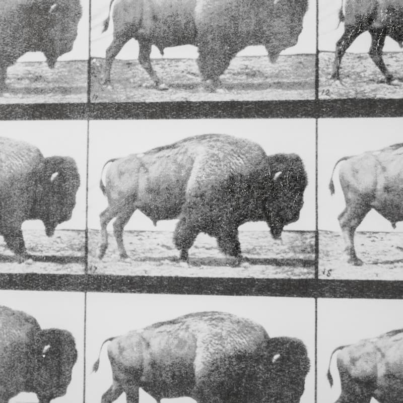 Buffalo Walking Framed Art Print