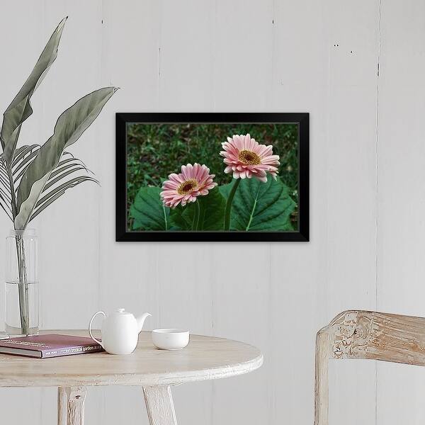 Shop Pair Of Gerbera Daisy Flowers Blooming Close Up Black