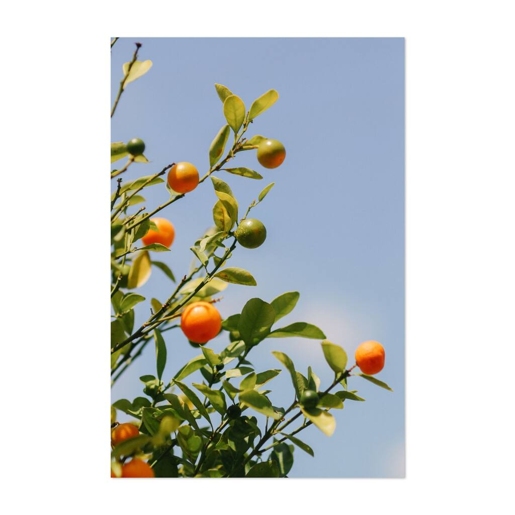Florida Orange tree Summer Botanical Photo Fruit Art Print/Poster