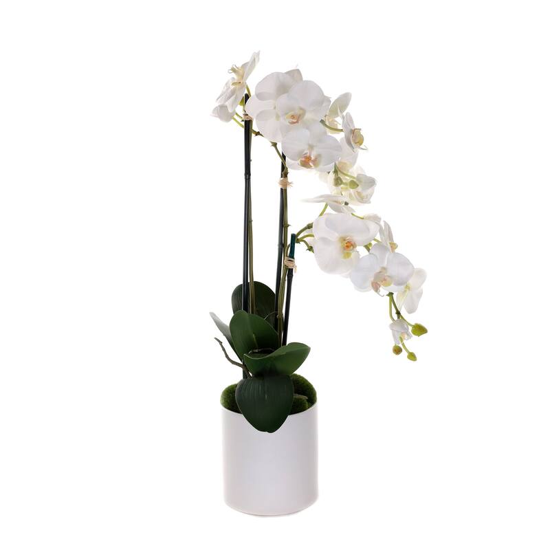 Real Touch Phalaenopsis Orchids in White Cylinder Pot