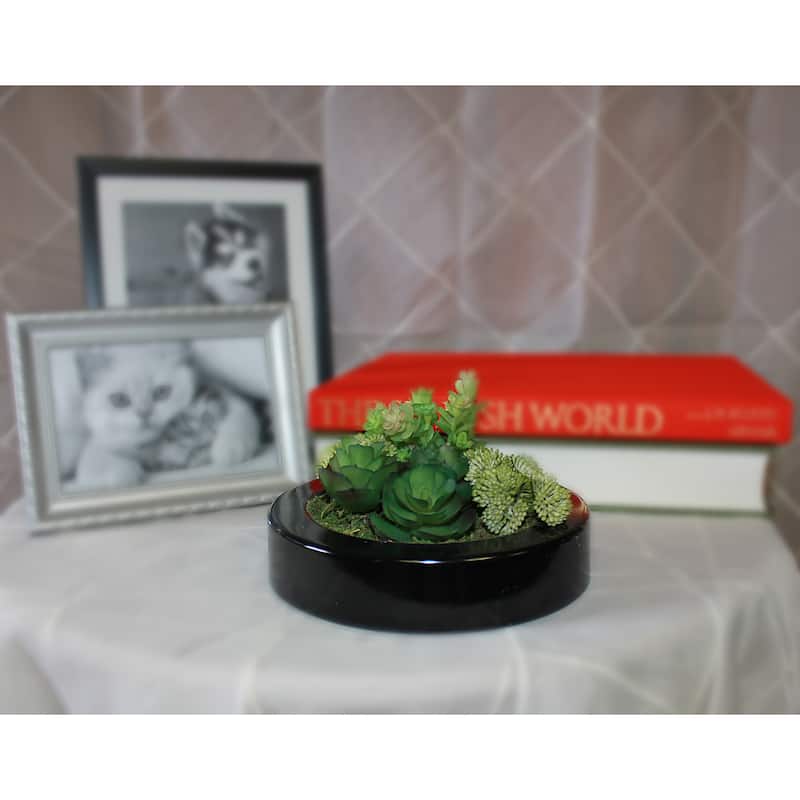 Mixed Succulents Dish Garden in 7" Round Black Plastic Container - Green - 7