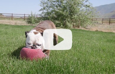 Video Screenshot