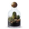 Plants Glass terrarium
